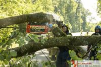 _2026-06-04 Baum über Strasse B141 Pramwald-1636